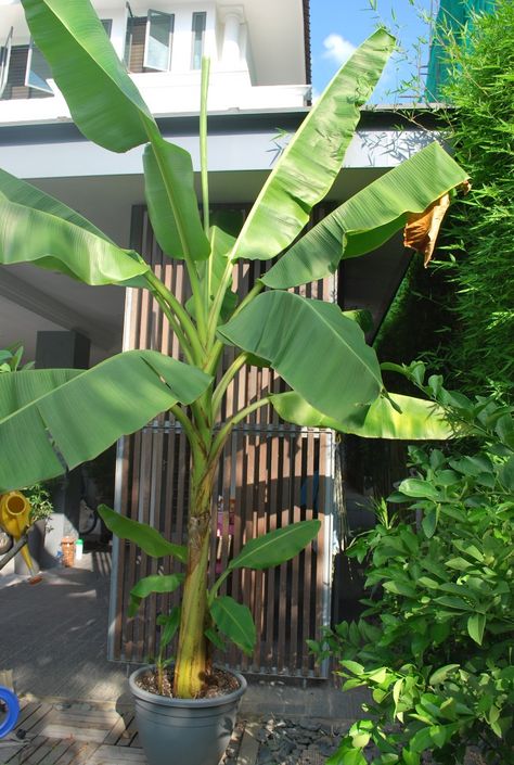 Potted Banana Plant, Banana Trees Landscape, Red Banana Tree, Banana Plant Care, Growing Bananas, Grow Banana Tree, Tropical Fruit Trees, Planting Seeds Indoors, Trees In Pots