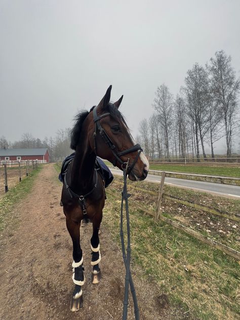 Brown Horse Aesthetic, Kep Helmet, Aesthetic Horse Riding, Horse Helmet, Dark Brown Horse, English Horseback Riding, Horses Brown, Brown Horses, Hunter Jumper Horses