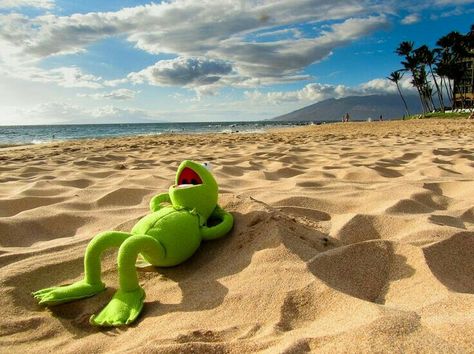 Das Meer ist definitiv zu weit weg... Sapo Kermit, Die Muppets, Kermit Meme, Kermit Funny, Monday Humor, Fraggle Rock, The Muppets, Epic Photos, Funny Frogs