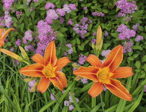 Daylilies are especially popular mixed in with other flowers, and the key to finding the best daylily companion plants is deciding which colors and heights work best for an overall effect. Learn more in this article. Okra Companion Planting, Eggplant Companion Plants, Blueberry Companion Plants, Squash Companion Plants, Onion Companion Planting, Cucumber Companion Plants, Herb Companion Planting, Potato Companion Plants, Strawberry Companion Plants