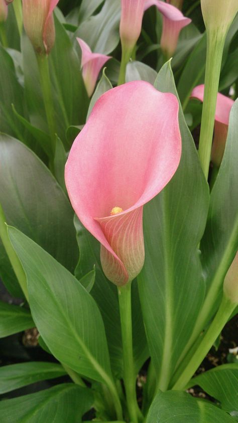 Cala Lilies, Calilily Flower, Cala Lilly, Calla Flower, Calla Lily Wallpaper, Calla Lily Aesthetic, Pink Cala Lily, Pink Calla Lily, Pink Lillies Aesthetic