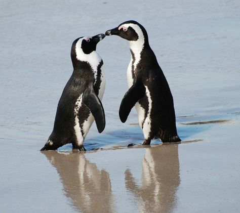 So sweet Penguin Photos, Wildlife Conservation Projects, Penguin Day, Animals Kissing, African Penguin, Boulder Beach, Africa Trip, Penguin Love, Wildlife Conservation