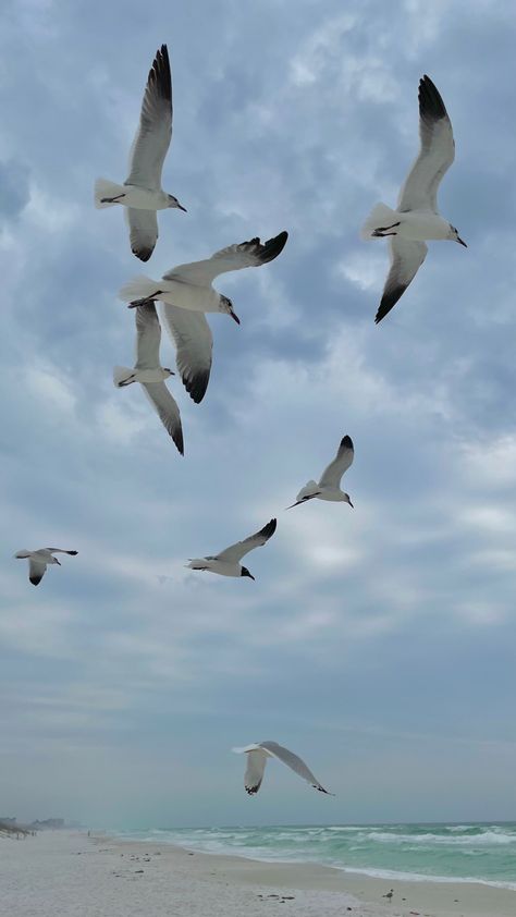 seagulls, beach, summer, florida, ocean, aesthetic, coastal, vsco, gulf, gulf of mexico Gulf Coast Aesthetic, Gulf Aesthetic, Seagulls Aesthetic, Seagull Aesthetic, Blue Academia Aesthetic, Gulfport Florida, Florida Ocean, Summer Florida, Summer Moodboard