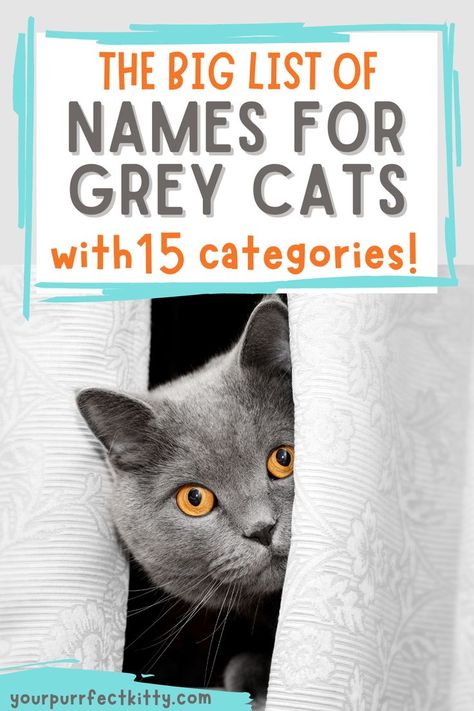 grey cat names Gray Kitten Names, Gray Cat Names, Grey Kitten Names, Male Cat Names Unique, Kitten Names Boy, Kitten Names Unique, Grey Cat Names, Boy Cat Names, Grey And White Kitten