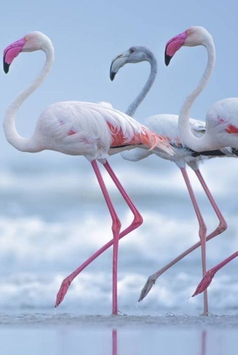 Greater Flamingo, Fancy Flamingo, Flamingo Painting, Beautiful Nature Pictures, Nature Pictures, Beautiful Nature, Flamingo, Birds, The Incredibles