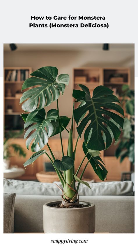 Are you an indoor plant enthusiast? Then you must be familiar with Monstera plants! With their striking glossy leaves and unique holes, Monstera plants are a fabulous way to bring a tropical vibe into your living space. But what's the secret to caring for these beauties and ensuring they flourish in your home? Learn all about Monstera plant care tips here! Monstera Plant Care, Plants Monstera, Monstera Plants, Inktober 2024, Hawaiian Lei, Swiss Cheese Plant, Aloe Vera Plant, Cheese Plant, Pothos Plant