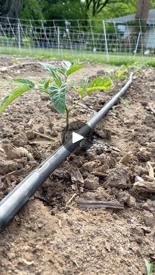 Garden Rows, Long Garden, Sprinkler Irrigation, Drip System, Homestead Gardens, Drip Irrigation System, Homestead Living, Urban Homesteading, Drip Irrigation