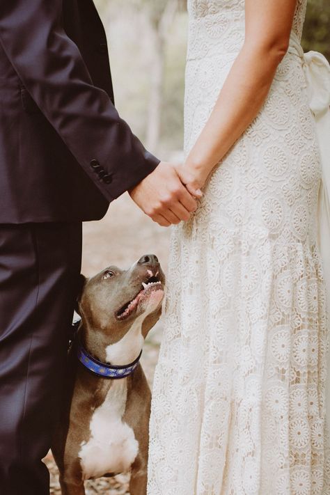 Dog Wedding Photos, Engagement Planning, Dogs In Weddings, Dogs Wedding, Pet Outfits, Wedding Dogs, Animal Wedding, Photojournalistic Wedding Photography, Wedding Portrait Poses