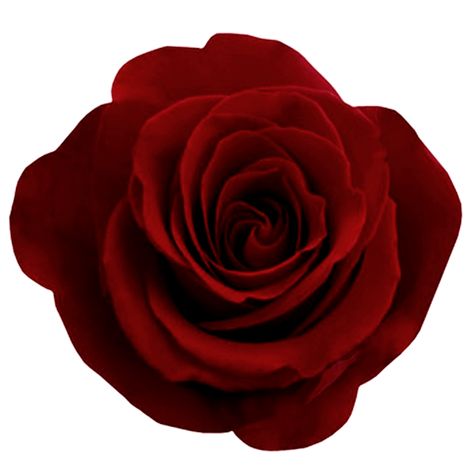 Red Rose Png, Rose Png, Rosé Png, Red Charm, Fragrant Roses, Gothic Rose, Soap Making Supplies, Rose Pictures, 3d Rose