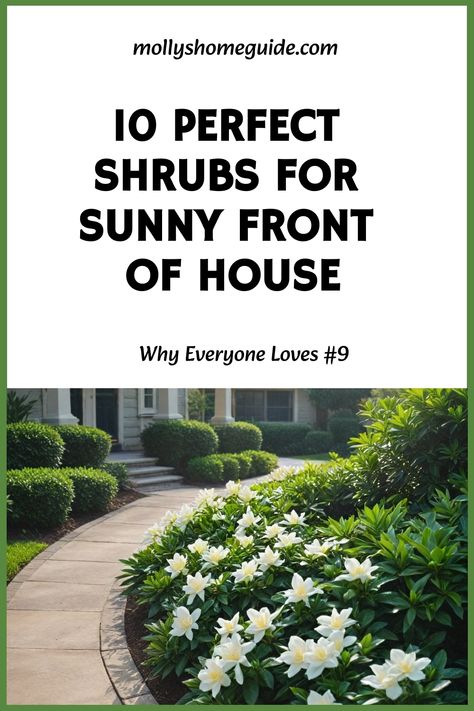 Discover the best shrubs for front of house full sun to enhance your landscaping. From dwarf evergreen varieties to flowering gems, these low-maintenance shrubs thrive in sunny spots. Incorporate shrubs with red leaves or opt for low-growing options ideal for small spaces. Create a vibrant and drought-tolerant landscape with our selection of evergreen and flowering shrubs perfect for the front of your house. South Facing Landscaping, Full Sun Front Yard Landscaping Ideas, Flowering Shrubs In Front Of House, Shrubs In Front Of House Full Sun, Front Of House Landscape Ideas Full Sun, Low Growing Shrubs For Front Of House, Best Shrubs For Front Of House, Evergreen Shrubs In Front Of House, Front House Landscaping Low Maintenance