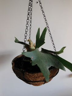 Hanging a Staghorn fern in a basket! <3                                                                                                                                                      More Stag Horn Fern, Staghorn Plant, Plant Shops, Fern Garden, Repotting Orchids, Ferns Care, Hanging Plants Diy, Elk Horn, Jade Plant