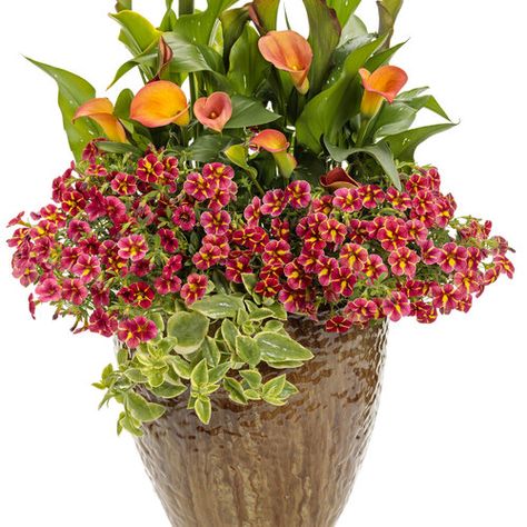 Tangelo | Proven Winners Proven Winners Containers, Orange Plant, 15 April, Container Gardening Flowers, Proven Winners, Garden Recipes, Flower Therapy, How To Attract Hummingbirds, Container Flowers