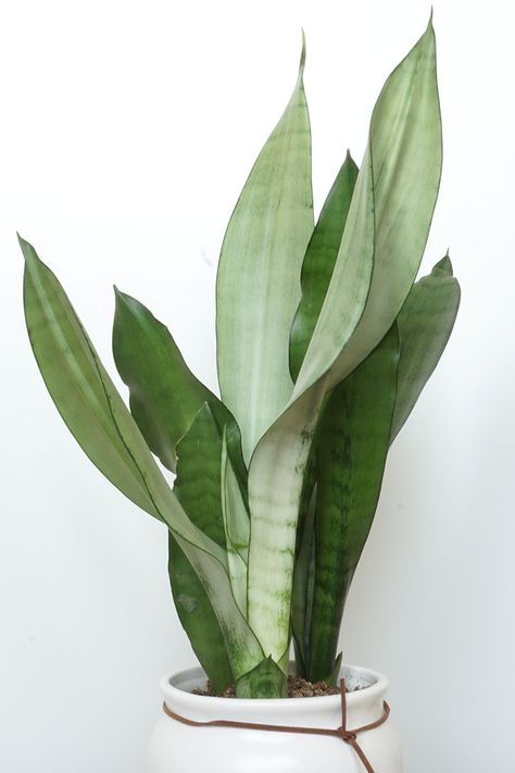 Plants To Grow Indoors, Snake Plant Varieties, Sansevieria Plant, Snake Plants, Household Plants, Plants To Grow, Growing Plants Indoors, Propagating Plants, Growing Indoors