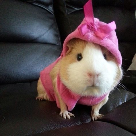 So Many Guinea Pigs So Pretty In Pink ... see more at PetsLady.com ... The FUN site for Animal Lovers Guinea Pig Costumes, Pig Pics, Guinea Pig Clothes, Guinea Pig Hutch, Baby Guinea Pigs, Pet Guinea Pigs, Cute Guinea Pigs, Guinea Pig Cage, Cute Piggies