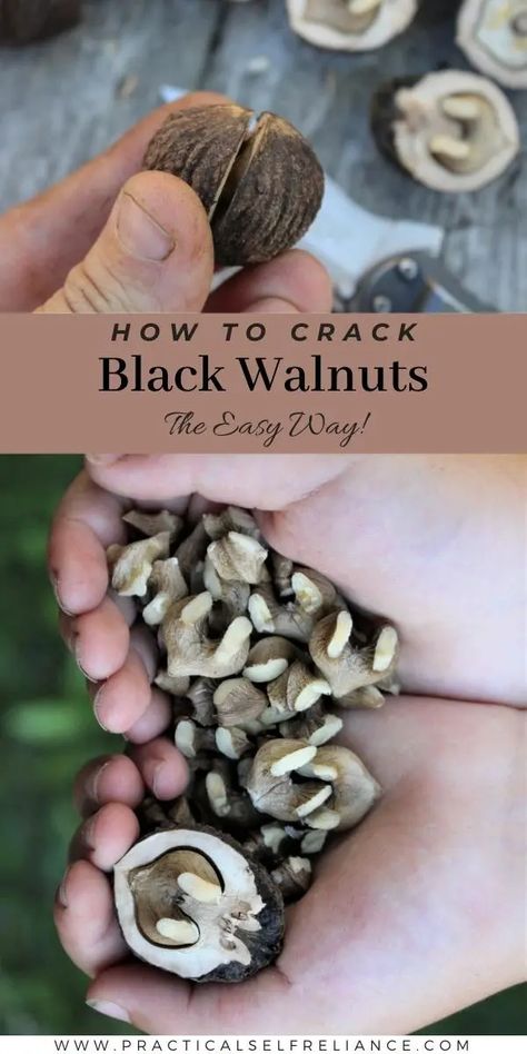 How to Crack Black Walnuts Black Walnut Butter, Walnut Health Benefits, Black Walnut Benefits, Black Walnuts Recipes, Seasonal Recipes Fall, Health Benefits Of Walnuts, Walnut Uses, Walnut Butter, Black Walnut Tree