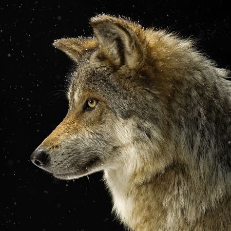 Learn all you wanted to know about wolves with pictures, videos, photos, facts, and news from National Geographic. Mexican Wolf, National Geographic Animals, Mexican Gray Wolf, Wolf Quotes, Wolf Photos, Wolf Wallpaper, All Animals, Wolf Pictures, Wolf Spirit