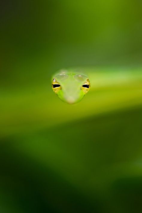 Vine Snake, Indian Wildlife, Snake Photos, Perspective Photos, Monster House, Colourful Life, Green Snake, Photography Day, Zoom Photo