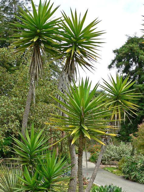 Yucca aloifolia (Spanish Bayonet)  #yucca #succulentopedia #succulents #CactiAndSucculents #succulent #SucculentPlant #SucculentPlants #SucculentCollection #SucculentGarden #DesertPlants Yucca Aloifolia, Yucca Tree, Yucca Plant, Dry Garden, Agaves, Container Garden, Evergreen Shrubs, Cactus Garden, Large Plants