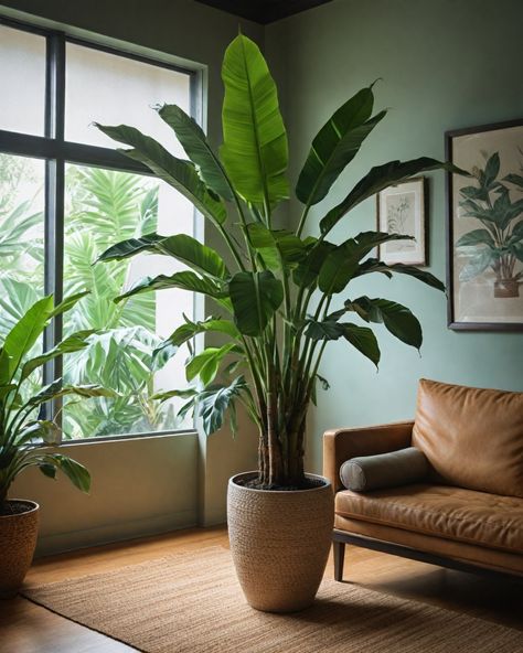 Living Room With Tree Inside, Plant Decor For Bathroom, Large Indoor Trees Low Light, House Plant Design Ideas, Living Room With Big Plants, Indoor/outdoor Plants, Grouping Plants Together Indoors, Huge Indoor Plants, Indoor Plants For Living Room