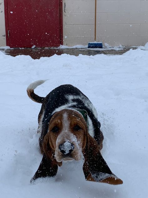 Basset Hound Aesthetic, Basset Hound Dog, Bassett Hound, Basset Hounds, Grey Wolf, Hound Dog, Basset Hound, Animals Of The World, Fur Babies