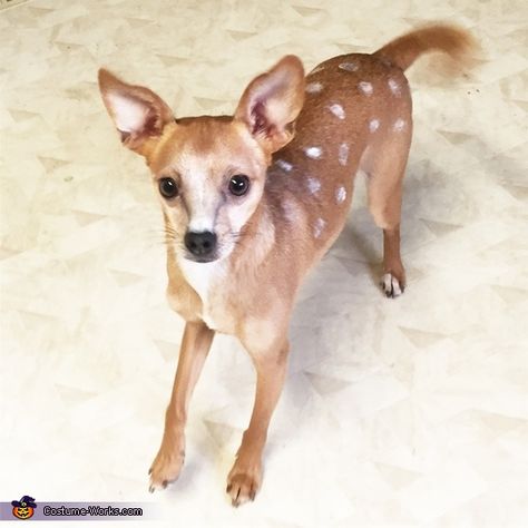 Bambi Costume - Halloween Costume Contest Dog Deer Costume, Italian Greyhound Costume, Homeade Halloween Costumes, Bambi Costume, Baby Deer Costume, Cute Dog Halloween Costumes, Bakery Boutique, Pet Bakery, Cute Dog Costumes