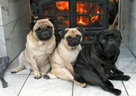 pug warm up Funny Pugs, Pugs And Kisses, Baby Pugs, Pug Pictures, Pug Dogs, Pug Mom, Black Pug, Cutest Dogs, Slumping