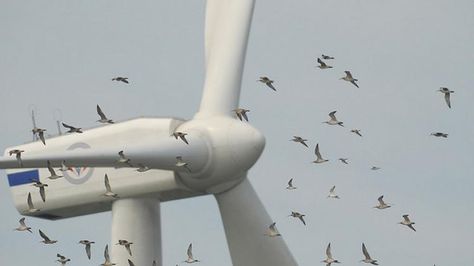 Scientific Report, Save Wildlife, University Of Birmingham, Farm Projects, Offshore Wind, Wind Turbines, Wind Farm, Oil Industry, Energy Industry