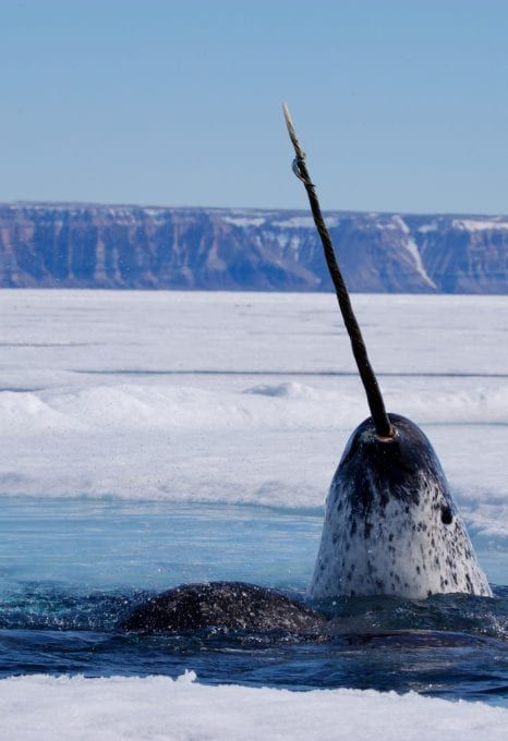 Narwhal camp: Conservation in the High Arctic - Oceanographic - Oceanographic Whale Facts, Canine Tooth, Sea Mammal, Beluga Whale, Aquatic Animals, Animal Species, Marine Mammals, Narwhal, Ocean Animals