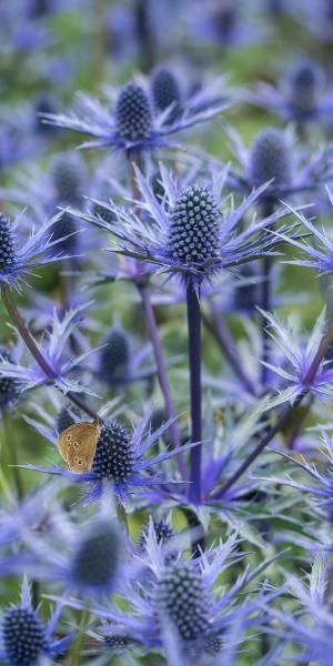 Sea Holly, Longwood Gardens, Drought Tolerant Plants, Beach Gardens, Garden Borders, Perfect Plants, The Grass, Front Garden, Dream Garden