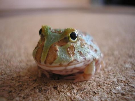 Pacman Frog THEY EAT MICE! Pet Frog, Pacman Frog, Pet Frogs, Frog Costume, Frog Frog, Frog Pictures, Cute Reptiles, Pet Ideas, Horned Frogs