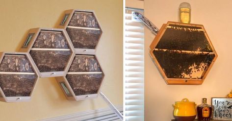 An Indoor Beehive with an Entry Tube Through the Window for Easy Indoor Bee Keeping. Indoor Beehive, Honey Bee Box, Create A New Life, Bee Stuff, Honey Bee Hives, Bee Boxes, Foam Blocks, Diy Window, Save The Bees