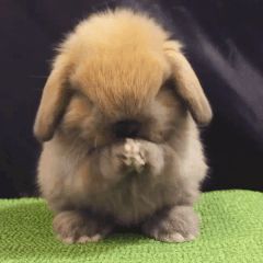 Cute Bunny Pictures, Fluffy Bunny, Funny Animal Photos, House Rabbit, Bunny Pictures, Bunny Lovers, Baby Bunnies, Cute Animal Videos