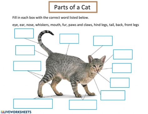 Life Cycles Preschool, Middle School Bulletin Boards, Fun Facts About Cats, Unit Studies Homeschool, Map Worksheets, Farm School, Cat Activity, Alphabet Activities Preschool, Unit Studies