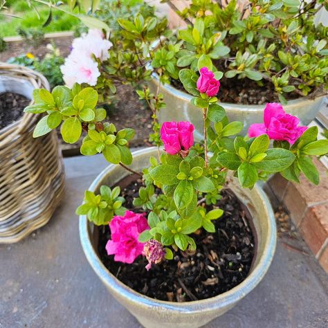 Winter has definitely set in 🥶 and most trees and plants have gone dormant. However, that doesn't mean your garden has to look drab and boring. There are plenty of winter flowering plants you can use to brighten up your garden, such as azaleas, camellias, and hellebores. Potted colour is also a great option this time of year with pansies, violas, and snapdragons, which make great mass planting features or showy pots. Another way to add fun and colour to your garden is with garden decorati... Potted Hellebore, Penny's Pink Hellebore, Helenium Sahin's Early Flowerer, Flannel Flower, Winter Flowers, Different Flowers, Pansies, Beautiful Gardens, Garden Art