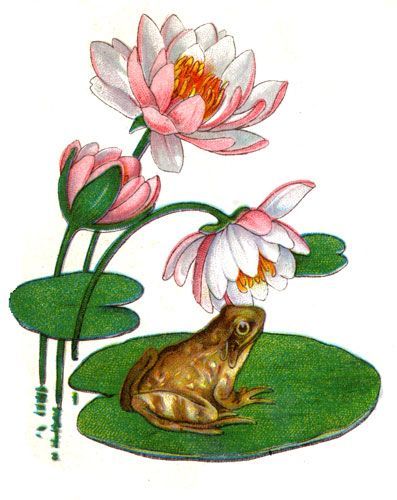 Frog In Water Drawing, Lily Pad And Frog Tattoo, Frog On Lily Pad Illustration, Frog Lily Pad Drawing, Frog Lily Pad Tattoo, Frog Illustration Vintage, Frog On Lily Pad Tattoo, Waterlily Drawing, Frogs On Lily Pads