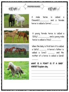 HORSE Worksheet Behavior Worksheets For Kids, Horse Facts For Kids, Horse Worksheets, Behavior Worksheets, Horses Birthday, Horse Education, 4 H Club, Horse Lessons, Camp Activities