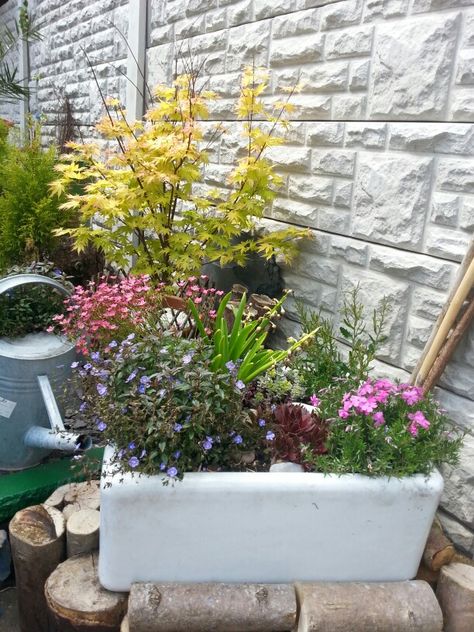 Belfast sink Belfast Sink Garden Ideas, Belfast Sink Garden Planter, Belfast Sink Planter, Belfast Sink Garden, Garden Sink, Belfast Sink, Alpine Garden, Witch Garden, Small Garden Design