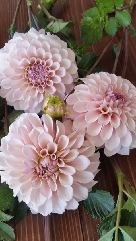 Sweet Nathalie Dahlia, a great alternative to Cafe au Last Dahlia Sweet Nathalie, Shiloh Noelle Dahlia, Sweet Natalie Dahlia, Sweet Nathalie Dahlia, Pastel Dahlias, Blush Dahlia, Cafe Au Lait Dahlias, Dahlia Pink, Dahlia Garden