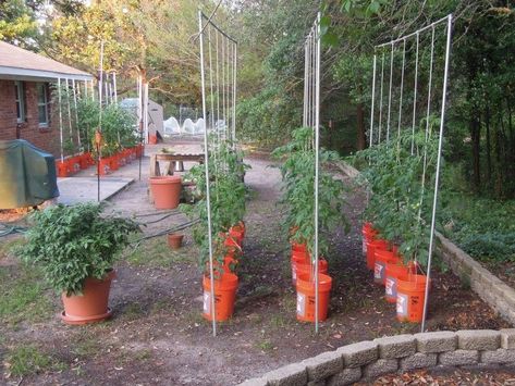 Diy Flagstone, Pumpkin Trellis, Tips For Growing Tomatoes, Tomato Trellis, Growing Tomato Plants, Flagstone Path, Tomato Farming, Growing Tomatoes In Containers, Bucket Gardening