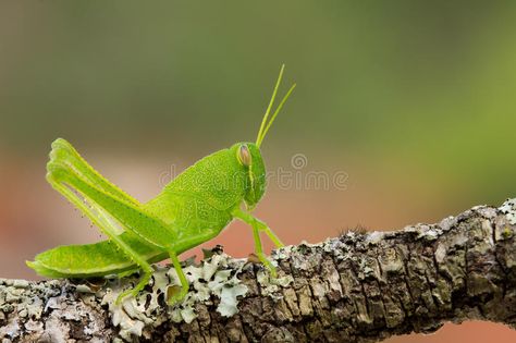 Grasshopper nymph. This is a bright green grasshopper nymph sitting on a lichen , #Aff, #bright, #green, #Grasshopper, #nymph, #grasshopper #ad Grasshopper Meaning, Green Grasshopper, Animal Spirit Guides, Cool Bugs, Spiritual Symbols, Bugs And Insects, Stock Photography Free, Big Deal, Bright Green