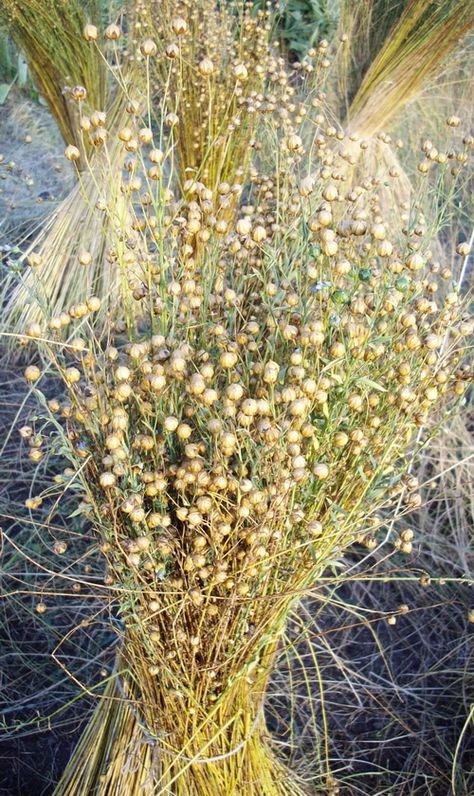 Flax for linen Harvest Herbs, Live Earth, Cold Relief, Harvesting Herbs, Kitchen Herbs, Flax Plant, Chinese Herbs, Botanical Beauty, Edible Plants