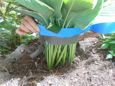 How to Move a Leafed Hosta With a Belt and Tape!  Belt first then wrap with tape four times and remove belt - then dig and replant or divide (better done in spring with just eyes showing tho) and ta-da!!  Done! Irish Spring Soap, Flower Tips, Irish Spring, Garden Frogs, Hosta Plants, Pretty Plants, Plant Roots, Painters Tape, Diy Vintage