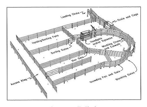 A design like the picture above shows the handling facility that will be on on my cow-calf operation. This facility is located according to access from pastures, so cattle can go from pastures into the holding and sorting pens. Once in these pens cattle can follow through the layout where we can easily bring them into the squeeze chute. Also the facility will help us load the cattle when transporting. Cattle Facility, Cattle Corrals, Cow Pen, Livestock Barn, Cattle Barn, Raising Cattle, Beef Cow, Farm Plans, Show Cattle