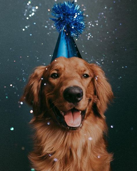 Pet Birthday Photoshoot Ideas, Dog Second Birthday Photo, Dog 1 Year Birthday Photo, Dog 3rd Birthday Photoshoot, Diy Dog Birthday Photoshoot Ideas, Dogs Birthday Photoshoot, Puppy Birthday Photoshoot, Puppy First Birthday Photoshoot, Pet Birthday Photoshoot