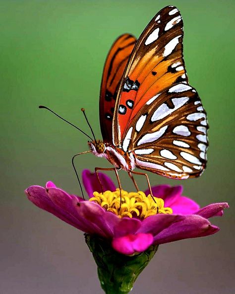 Kristina Webb, Most Beautiful Butterfly, Beautiful Butterfly Photography, Butterfly Art Painting, Butterfly Species, Butterfly Template, Leaf Template, Butterfly Photos, Orange Butterfly