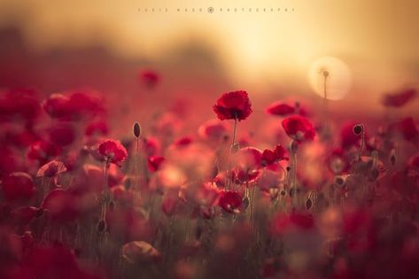 Artsy Pictures, Poppy Field, Sky And Clouds, Red Aesthetic, Background Wallpaper, Flower Wallpaper, Flowers Photography, Amazing Nature, Pretty Flowers