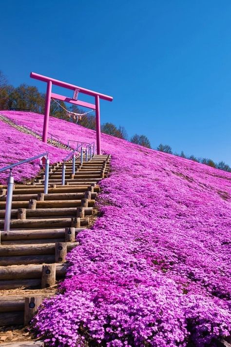 Moss Phlox, Park Walk, Meadow Landscape, Spring In Japan, Japan Destinations, Torii Gate, Hawaii Wall Art, Hokkaido Japan, Japan Travel Guide