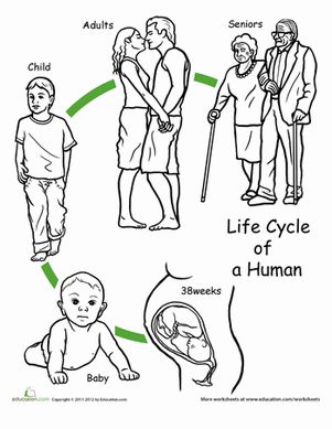 First Grade Animals Life Science Worksheets: Color the Life Cycle: Human Human Life Cycle Drawing, Human Life Cycle Activities For Preschoolers, Human Life Cycle For Kids, Life Cycle Of Animals Project, Blank Life Cycle Template, Human Life Cycle, Life Cycles Preschool, Stages Of Growth, Cycle For Kids