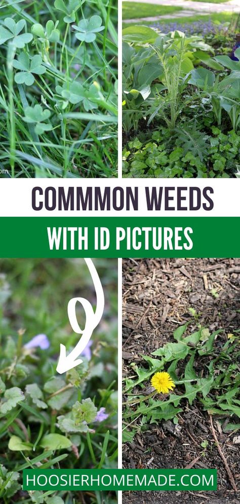 Identifying Weeds, Common Garden Weeds, Common Lawn Weeds, Lawn Weeds, Curb Appeal Garden, Lawn Ideas, Garden Goals, Wisteria Tree, Garden Magic