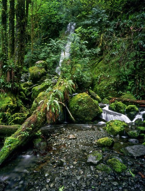 Quinault Rainforest, Fairy Photos, Lake Quinault, Maple Creek, Inner Landscape, Fresh Water Fish Tank, Waterfall Trail, Location Inspiration, Moss Garden